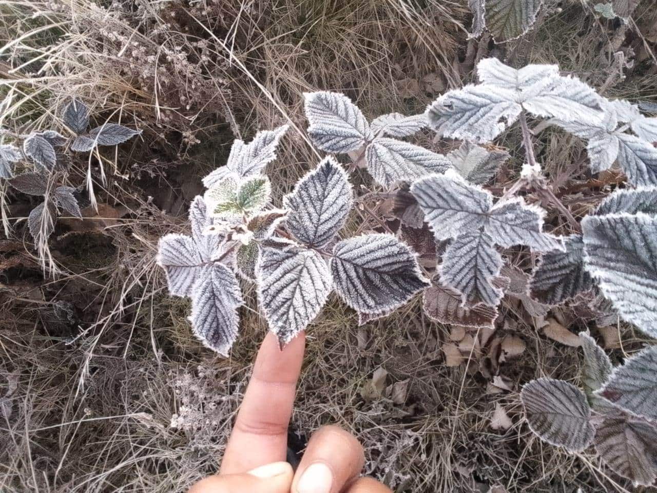 Imágenes del frío en Valle Nuevo.