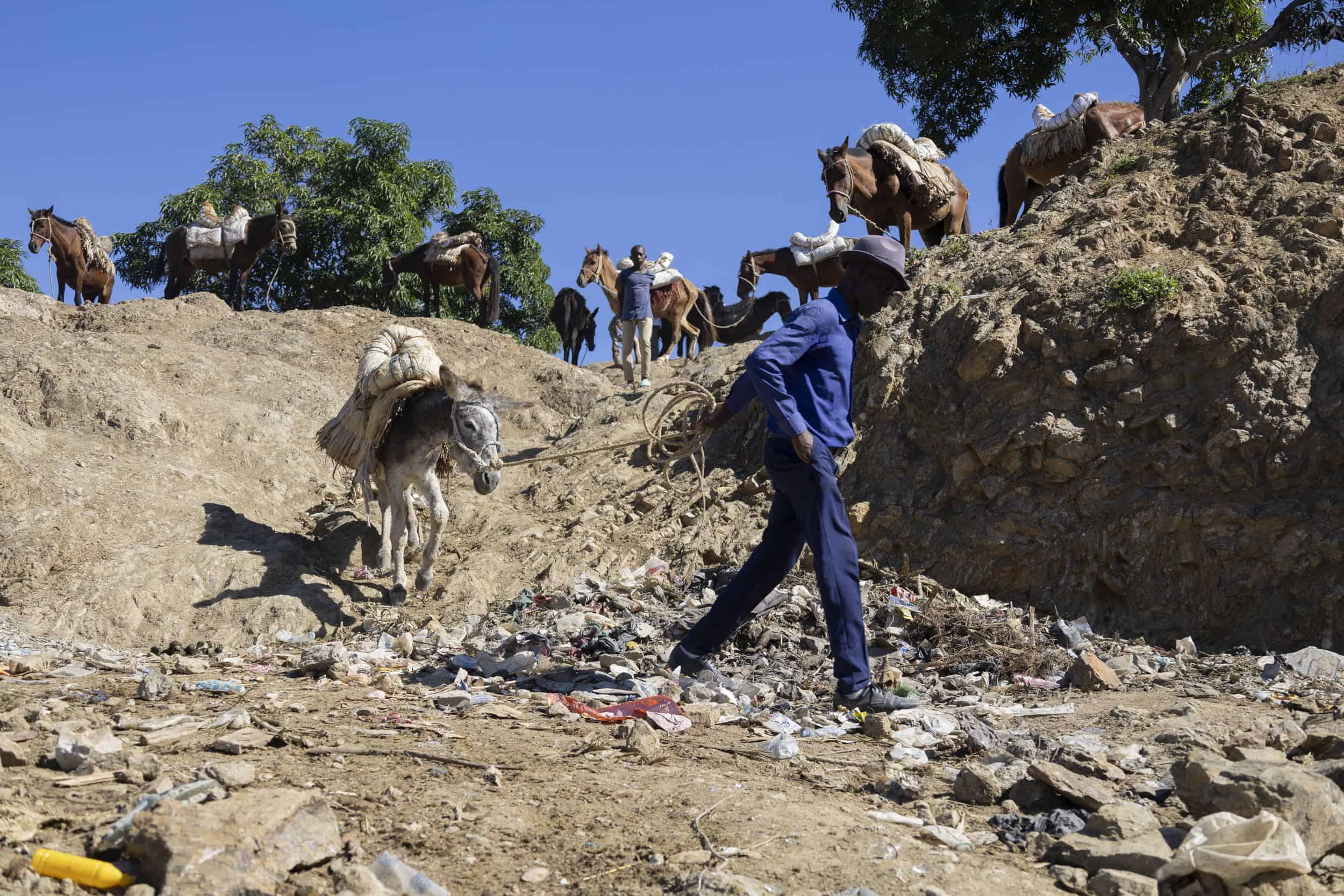 Un hombre, tirando de la cuerda de un burro.