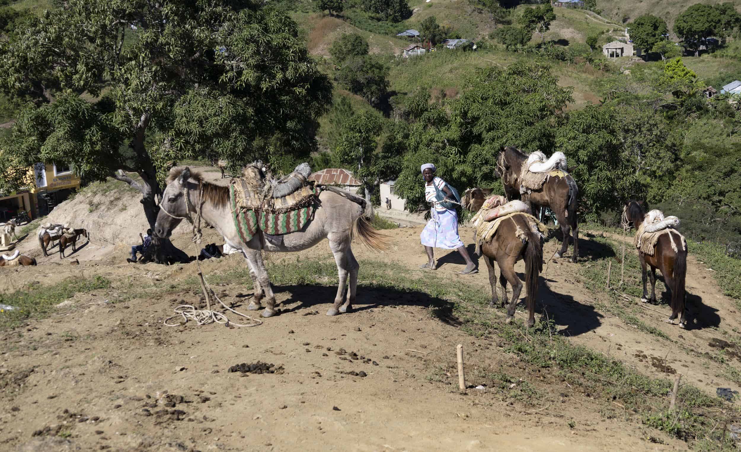 Una mujer haitiana tira de un caballo en el parqueo de animales en Tilory.