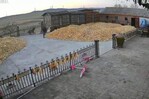¡De milagro! Granjero se salva de ataque de un tigre siberiano salvaje por una verja ¡De milagro! Granjero se salva de ataque de un tigre siberiano salvaje por una verja
