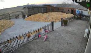 &iexcl;De milagro! Granjero se salva de ataque de un tigre siberiano salvaje por una verja