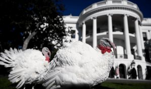 Biden indulta a sus últimos pavos, Peach y Blossom, que simbolizan la resistencia