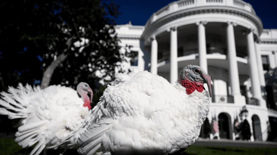 Biden indulta a sus últimos pavos, Peach y Blossom, que simbolizan la resistencia