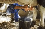 Detectan el virus de la gripe aviar en muestra de leche cruda en California