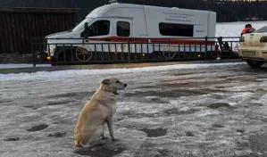 Perra espera cuatro días a su amo ahogado mientras cruzaba un río helado en Rusia