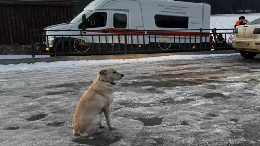 Perra espera cuatro días a su amo ahogado mientras cruzaba un río helado en Rusia