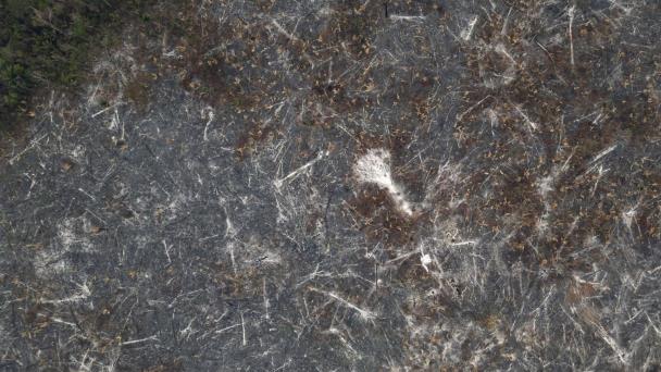 Brasil afila precisión de vigilancia satelital para combatir tala - Diario  Libre