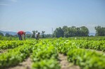 Así cambiará la capacidad del planeta para producir alimentos por el calentamiento global Así cambiará la capacidad del planeta para producir alimentos por el calentamiento global