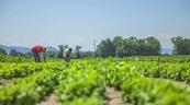As&iacute; cambiar&aacute; la capacidad del planeta para producir alimentos por el calentamiento global