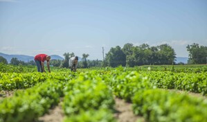 As&iacute; cambiar&aacute; la capacidad del planeta para producir alimentos por el calentamiento global