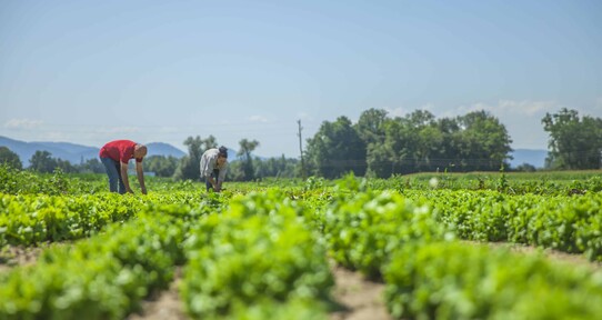 As&iacute; cambiar&aacute; la capacidad del planeta para producir alimentos por el calentamiento global