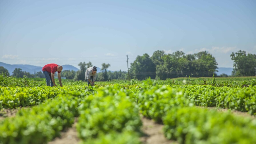 Así cambiará la capacidad del planeta para producir alimentos por el calentamiento global Así cambiará la capacidad del planeta para producir alimentos por el calentamiento global