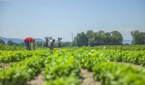 El rendimiento mundial de los cultivos creció de forma constante en los últimos 60 años