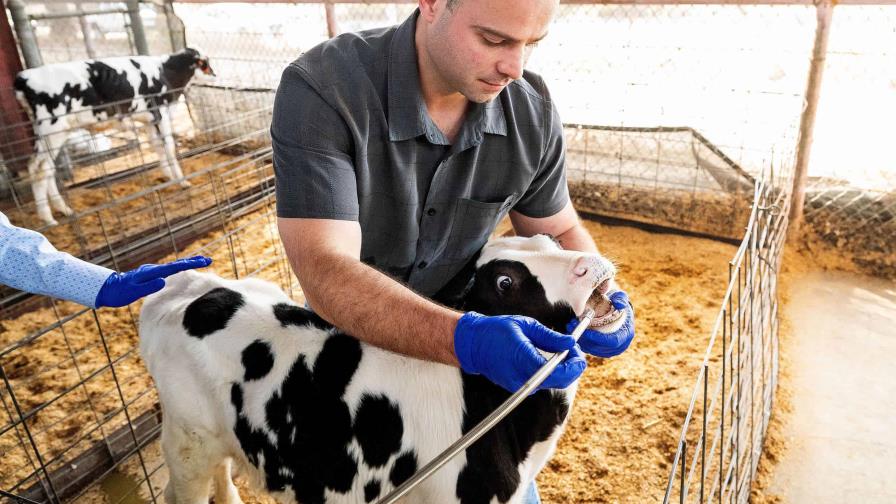 Científicos en EE.UU. trabajan en una píldora para reducir los eructos de metano de las vacas