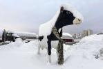 Fuertes nevadas y bajas temperaturas afectan a varias partes de Estados Unidos