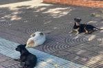 Sin dueños pero en casa: los perros de la Ciudad Colonial