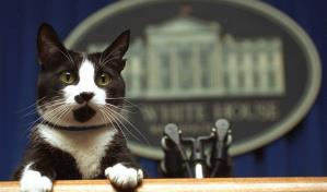 Harris triunfa entre mujeres con gatos; Trump capta el voto de dueños de perros: AP VoteCast