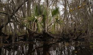 Para salvar un pantano moribundo, Luisiana tiene como objetivo restaurar el flujo natural del río Mississippi