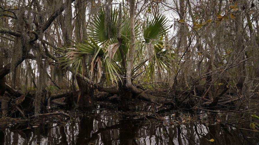 Para salvar un pantano moribundo, Luisiana tiene como objetivo restaurar el flujo natural del río Mississippi