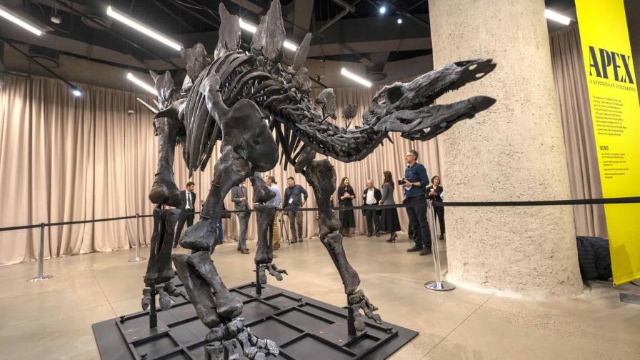 El estegosaurio más caro del mundo exhibido en el Museo Americano de Historia Natural de Nueva York