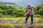 El 83 % de los casos de leptospirosis en el país se registran en agricultores, albañiles y ganaderos