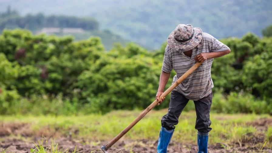 El 83 % de los casos de leptospirosis en el país se registran en agricultores, albañiles y ganaderos