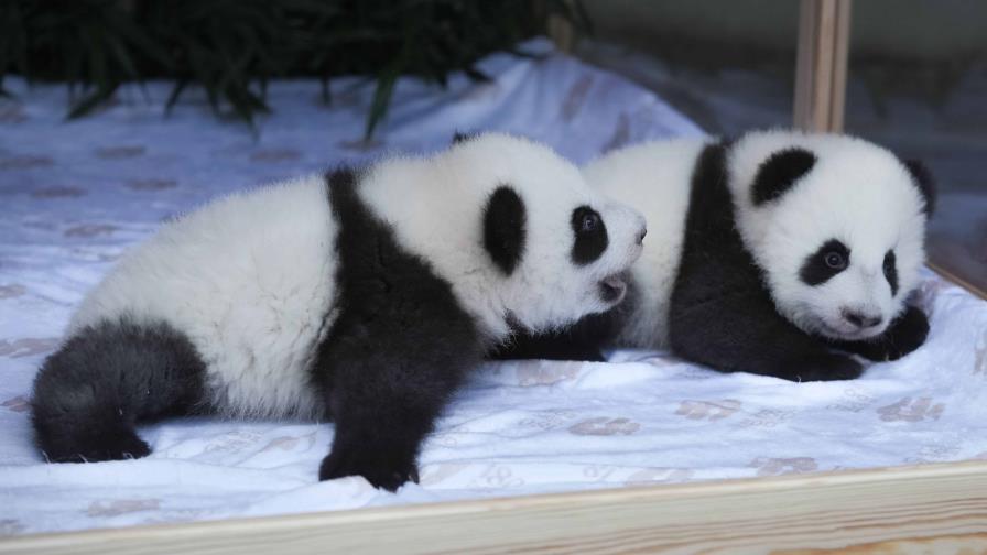 El Zoo de Berlín bautiza como Leni y Lotti a las dos crías de panda que nacieron en verano