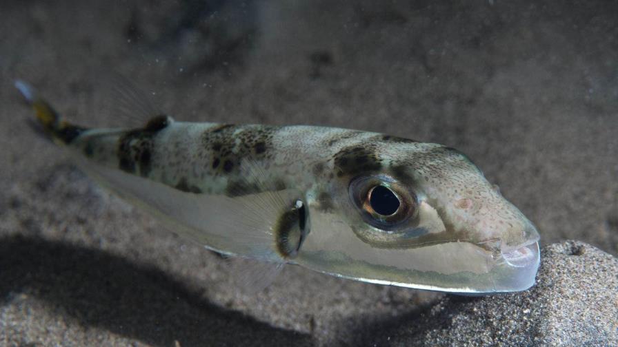 Pirañas del Mediterráneo: el invasivo pez globo tóxico que se come la pesca