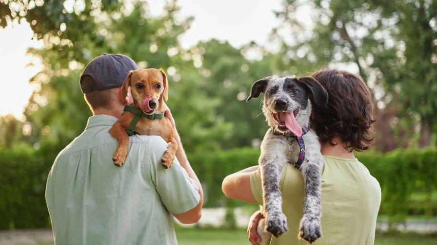 Día Internacional de los Derechos de los Animales: abogar por su cuidado y protección