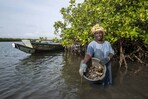Los manglares de las Islas Galápagos, bajo amenaza pese a los esfuerzos de protección