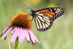 Las mariposas en EE.UU. están en alarmante declive, con una caída de un 22 % en 20 años