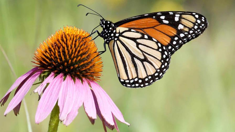 Las mariposas en EE.UU. están en alarmante declive, con una caída de un 22 % en 20 años