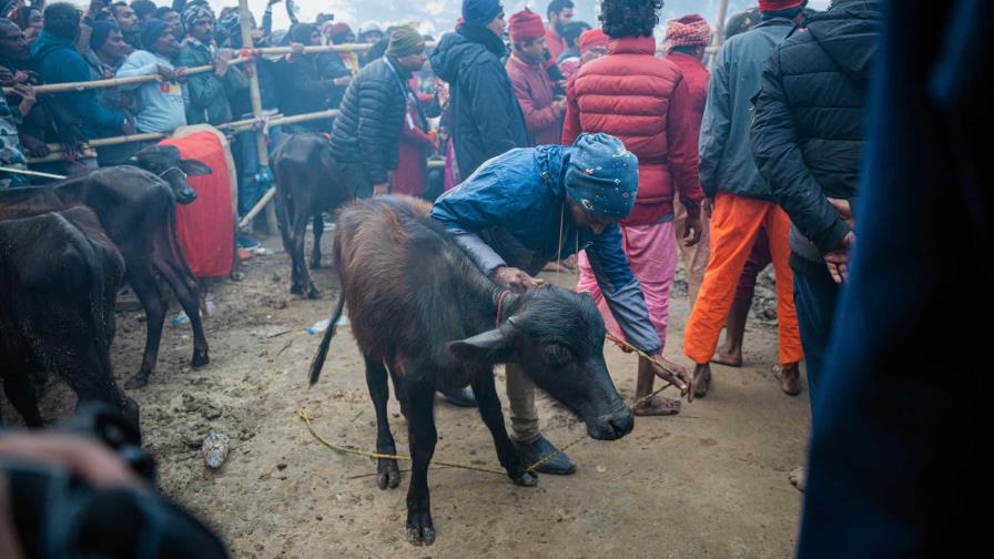 Activistas denuncian el sacrificio de más de 4,000 animales en Nepal en un festival hindú