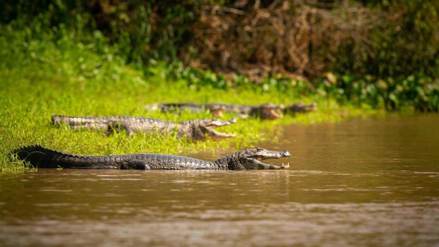 Estudio muestra que la biodiversidad no sólo es cuestión de genética, también de mecánica