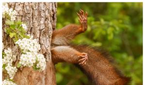 La curiosa imagen con la que italiano ganó el premio al Mejor Fotógrafo de la Comedia Animal 2024