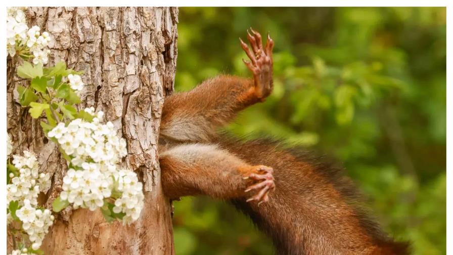 La curiosa imagen con la que italiano ganó el premio al Mejor Fotógrafo de la Comedia Animal 2024