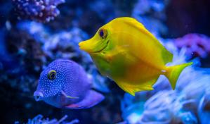 Una oportunidad para la vida marina en el cementerio de barcos de Panamá