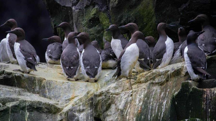 Una sola ola de calor mató millones de aves marinas en Alaska