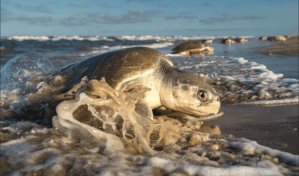 Evacuan a Florida veinte tortugas marinas lora afectadas por el extremo frío del norte