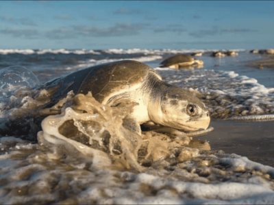 Evacuan a Florida veinte tortugas marinas por extremo frío