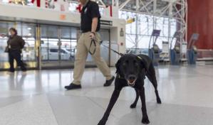 El perro Argo protege a los viajeros detectando explosivos