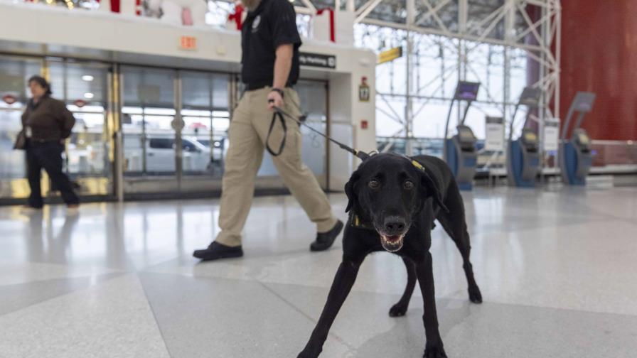 El perro Argo protege a los viajeros detectando explosivos