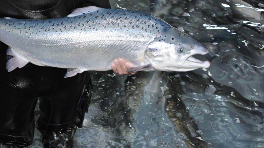 El salmón del Atlántico salvaje, una especie amenazada por la actividad humana