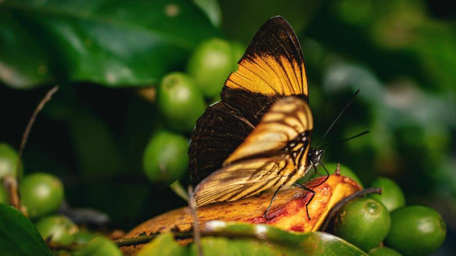 Científicos piden un cambio transformador urgente para salvar biodiversidad en la Tierra