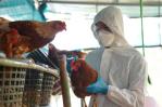 Confirman en Brasil el primer caso de gripe aviar de alta patogenicidad en granja comercial