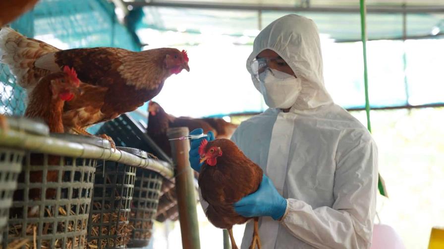 Puerto Rico descarta algún caso humano de gripe aviar por la muerte de 60 gallinas