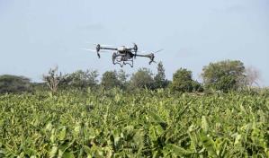 En RD, la agricultura de precisión gana terreno con los drones