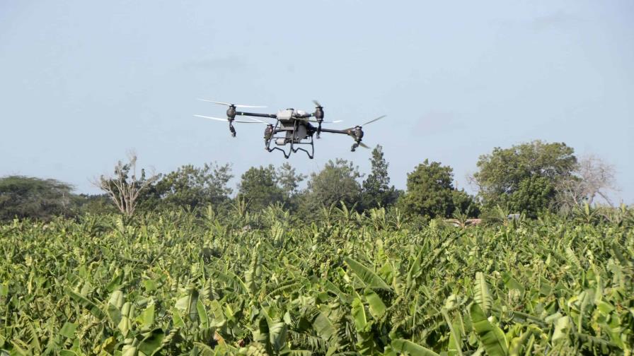 En RD, la agricultura de precisión gana terreno con los drones