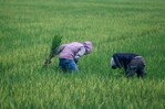 Arroceros esperan nuevas reglas tras derogación de aranceles al arroz Arroceros esperan nuevas reglas tras derogación de aranceles al arroz