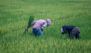 Arroceros aplauden decisión del presidente Abinader para proteger la producción local del cereal